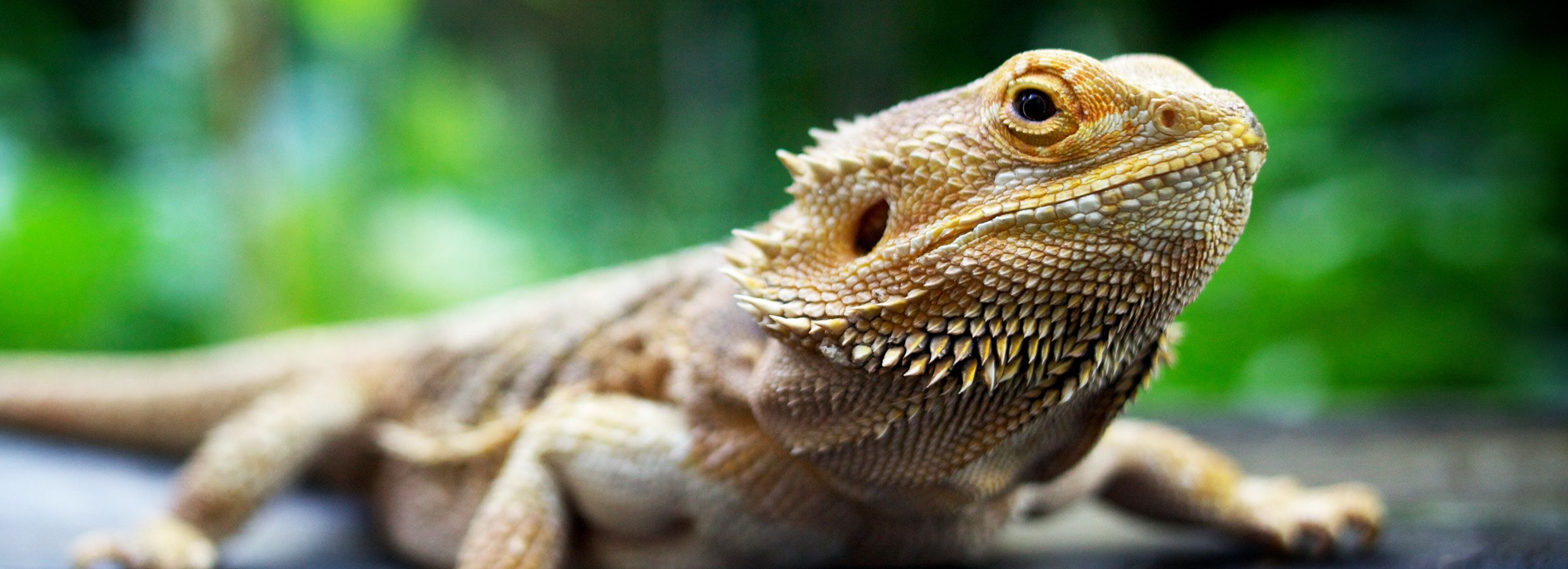 Bearded sales dragon shoes